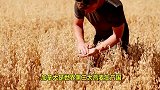 采收加工加拿大燕麦，麦壳麦片脱分变成膳食瘦身品！