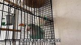 镜头拍下牡丹鹦鹉自己跑出家，晚上自己跑回笼子，网友：比我聪明