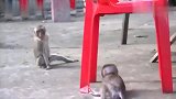 不用操心孤儿小猴子，它自由玩耍看起来健康强壮！