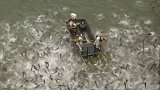 亚洲鲤鱼在美国泛滥 工人给湖水通电捕鱼