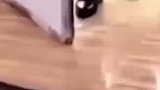 你咋会回事没看到在睡觉吗等下咬你了