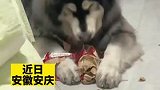 女生收养流浪的阿拉斯加犬5年，从皮包骨到胖嘟嘟