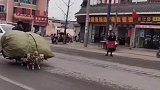 真是神奇了，动物都会干活了，厉害啊