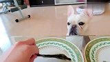 主人给斗牛犬狗狗准备了一大一小的鱼干,狗狗选择困难了