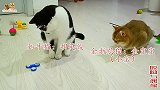 给猫咪玩减压神器指尖陀螺，看着一群懒癌猫，没减压都快气升压了