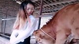 一看到美女，家里小牛就开始撒娇求抱抱，真是没谁了！