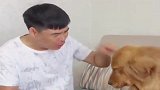 主人煮鸡蛋弄糊了，金毛欢欢一脸嫌弃的看着主人，笑出八块腹肌！