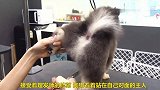 主人带狗狗去理发店剃毛，狗狗太配合了