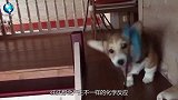千万别让浣熊看到猫，不然一揉就是一辈子，镜头记录下搞笑一幕