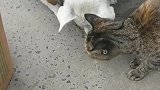 狗子：抓了一条壁虎，咱们一起吃了吧！