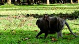一个小猴子很有趣，还对它的妹妹很好