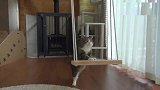 自从这只肥猫学会了荡秋千，从此乐此不疲享受于此，太可爱了