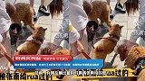 网友偶遇张雨绮遛狗，灰色卫衣配碎花裙十分休闲，绯闻男友疑陪同