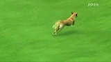 英超-1718赛季-足球场上的小动物们 疯狂球场入侵者的有趣时刻-专题