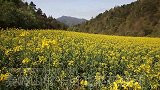 陕西秦岭山村：千亩油菜花盛开，一方春色醉千山
