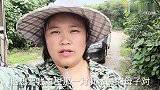 老板来家里看牛 最终看上了小公牛 看看兰妹怎么说