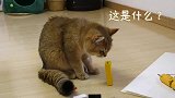 猫咪避障碍能力有多强？在地上铺满障碍物，喵仅用3秒轻松通过