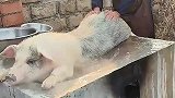 这八戒是真会享受，这得是顶级的套餐吧