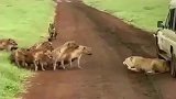 事实证明电影里没有骗人, 狮子的气势真的可以压倒鬣狗