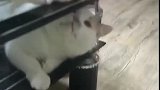 猫：出来玩儿呀，就知道躲在下面！