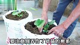 沉浸式种植蒲瓜，方法简单易学，两个编织袋就能种出十几斤蒲瓜！