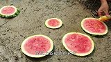男子这波操作真牛！将西瓜放地上就能收获鱼儿，这是神奇的一幕