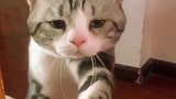 猫咪忧郁的眼神一直看着我，这是受了多大的委屈呀
