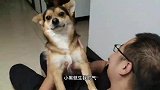 戏精狗狗想出去遛遛，扑到男子怀里撒娇卖萌，智商瞬间爆表