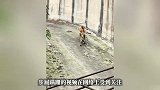 四川一动物园老虎瘦成“纸片”，已临时闭园，园方负责人回应“纸片虎”质疑