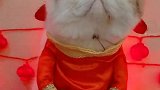 这猫比我还有钱