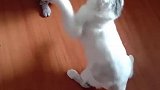 猫：打架归打架，但是不能扯头发！