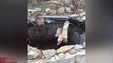 这猫咪也太搞笑了吧，这卧在冰上的样子，是要笑死我吗