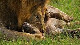 鬣狗捕食沉睡的狮子，幸亏狮子奔跑速度够快，才顺利躲过一劫！