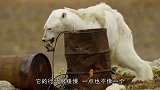 瘦骨嶙峋北极熊在垃圾桶找食物，摄影师目睹场面后，流下泪