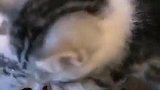 可不可爱就完事了
