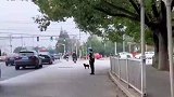 小狗闯红灯过马路，被旁边的交警叔叔直接劝退