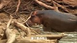 狮子攻击河马幼崽，河马妈妈只能在绝望中！感人..哎