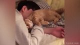 粘人的小妖精!喵星人疯狂在铲屎官头上撒娇 都这样了你还不起床吗?