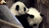 两只熊猫宝宝面对镜头有点害羞，小乖乖太可爱了