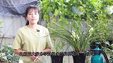 养兰花，这件事越勤快，它越难开花！