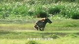 狮子偷袭斑马，没想到森林之王失误了，真是可惜，斑马逃脱！