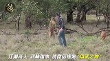 外国猛人一拳干懵袋鼠