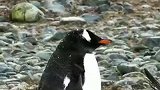 请注意这是一只无私奉献的企鹅