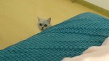 猫咪老四犯了错，为了讨好女主竟叼来孩子当诱饵，太可爱了