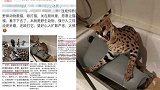 上海男子花5万吸猫网上炫耀被刑拘：原来是二级保护动物薮猫