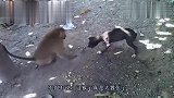 宁愿豺狼不遇山魈这是世界上最凶残的猴子,长知识了