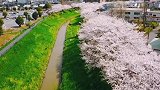 航拍日本千叶县，美丽的樱花