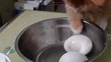猫：这是个什么玩意儿，能不能吃呀！