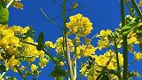 油菜花太漂亮了