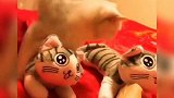 床上放了两个玩具，小猫咪两个都想要，真的好有趣啊！